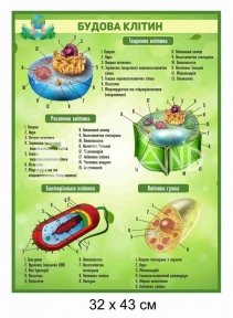 Будова клітин - стенд для кабінету біології