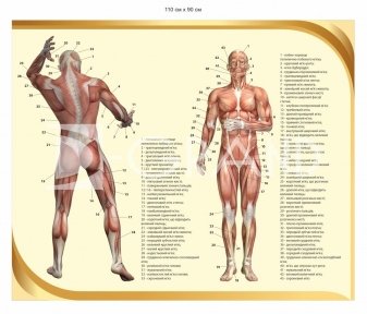 Стенд з анатомії 