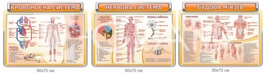 Комплект стендів з анатомії