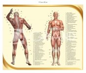 Стенд з анатомії 